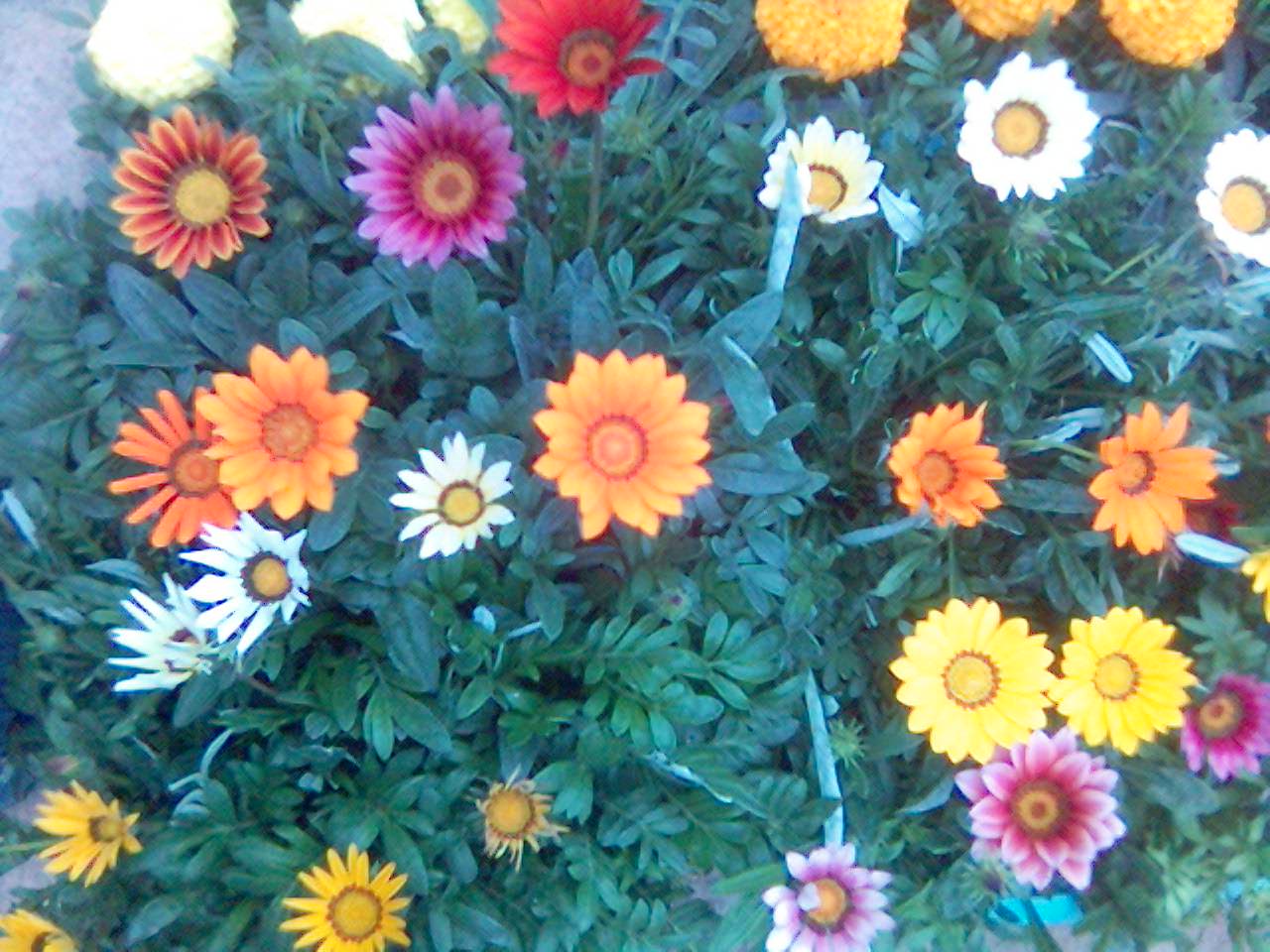 gazania